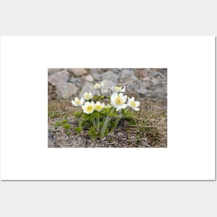 Anemone occidentalis - western pasqueflower Posters and Art